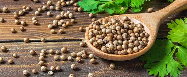 зерна кориандра в ложке, листья кориандра