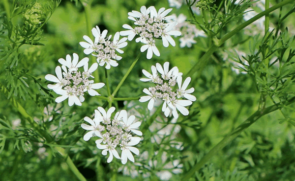 Кориандр растение