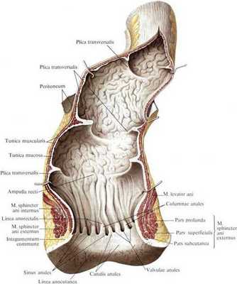 Аденоматозный полип (гистология)