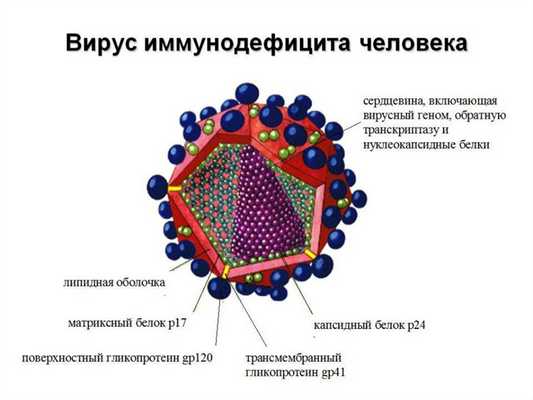 Строение вируса ВИЧ