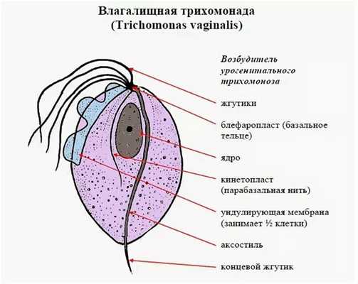 Трихомонада