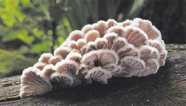 Древесный гриб щелелистник обыкновенный Schizophyllum commune — рекордсмен по количеству типов спаривания (en.wikipedia.org) («ТрВ» №16(260), 14.08.2018)