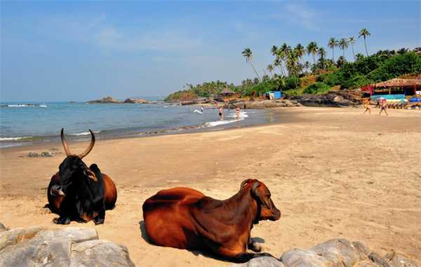 Коровы в ГОА