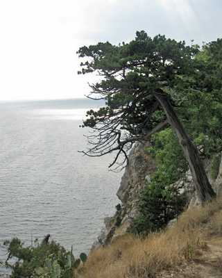 Можжевельник