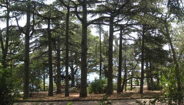 Рукотворный лес ЮБК - место для лечебных ингаляций