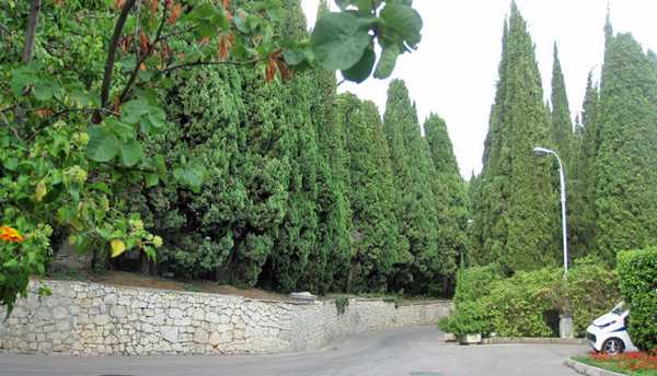 Кипарисовые аллеи Южного берега