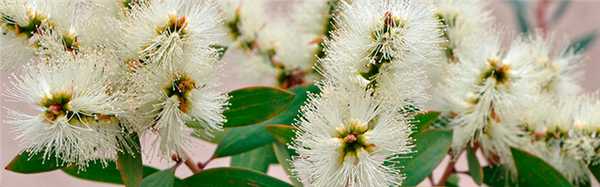 Чайное дерево