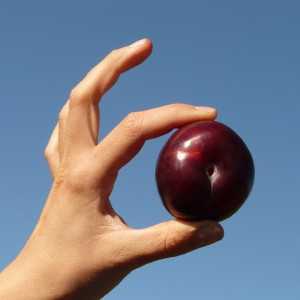 Слива - источник антиоксидантов