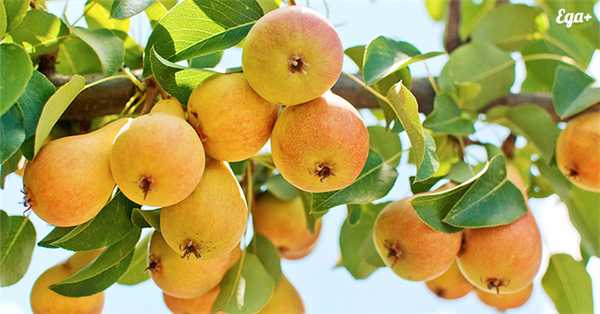 Спелые желтые груши на дереые