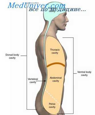 плевральная полость плода