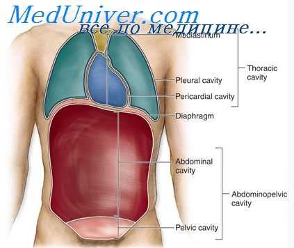 полость тела эмбриона