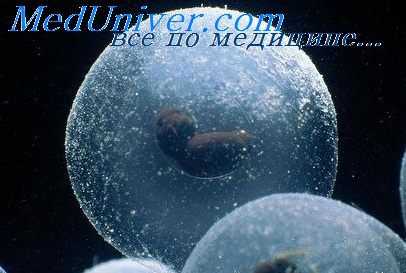 плевральные полости эмбриона