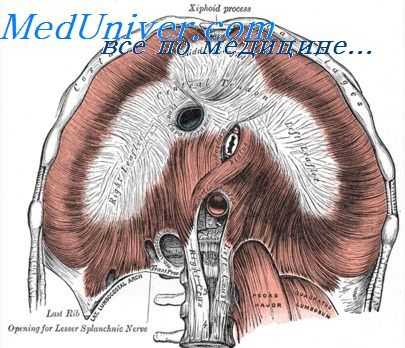 развитие полостей тела