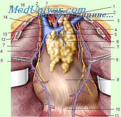 исследования средостения