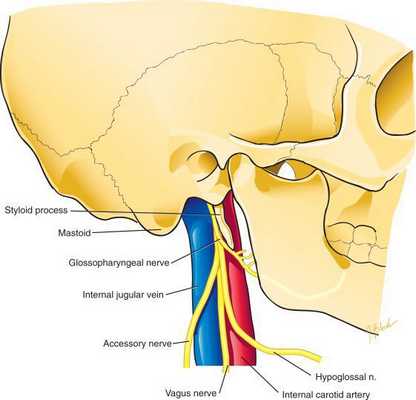 Нервы каудальной группы