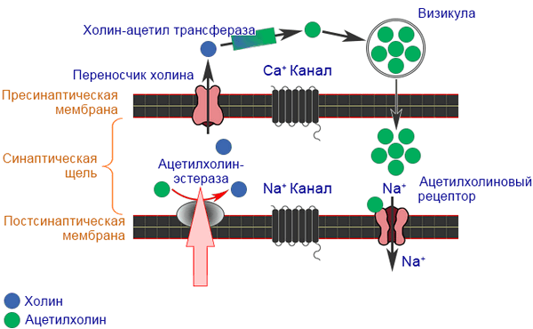 Фосфорорганические соединения (ФОС) - Механизм действия