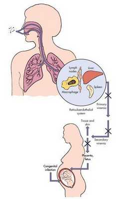Пути инфицирования вирусом краснухи