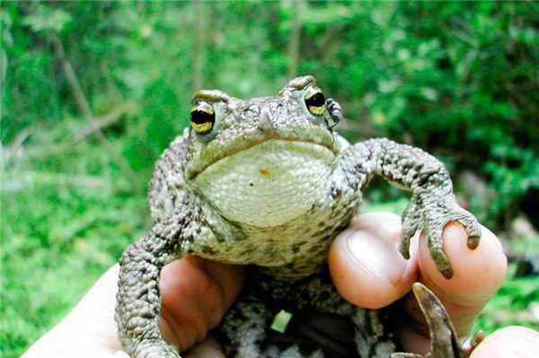 Владимир Вершинин