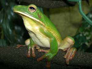 Болезни глаз у квакш