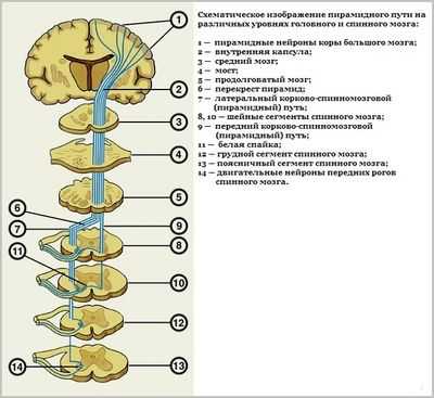 пирамидный путь