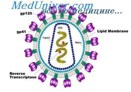 вич инфекция