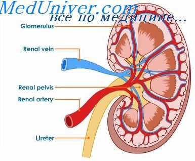 паразиты и почки