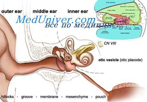 отолитовый анализатор