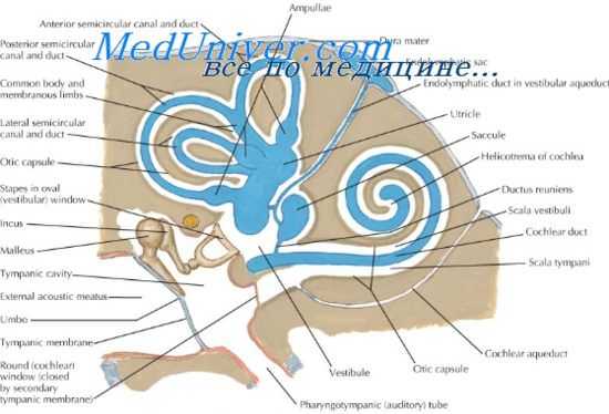 вестибулярный аппарат
