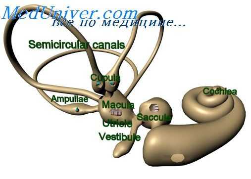 вестибулярный аппарат