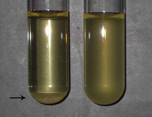 Особенности ростовых свойств питательных сред - Фото