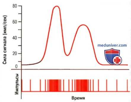Передача нервный сигналов. Пространственная суммация нервных импульсов