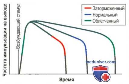 Последействие нервного сигнала. Синоптическое последействие нервного импульса