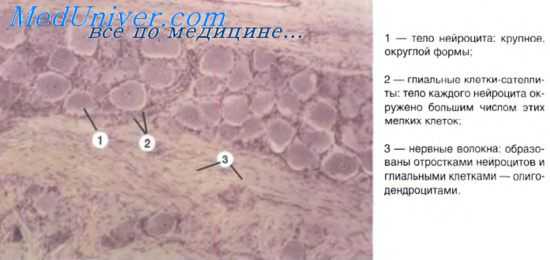 работа синапса