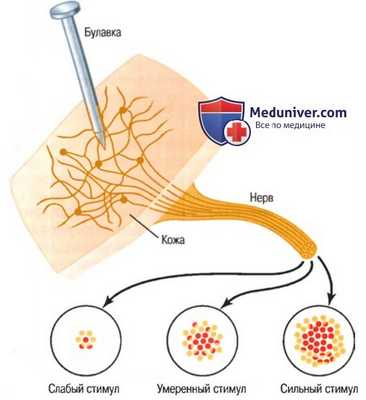 Передача нервный сигналов. Пространственная суммация нервных импульсов