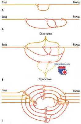 Последействие нервного сигнала. Синоптическое последействие нервного импульса