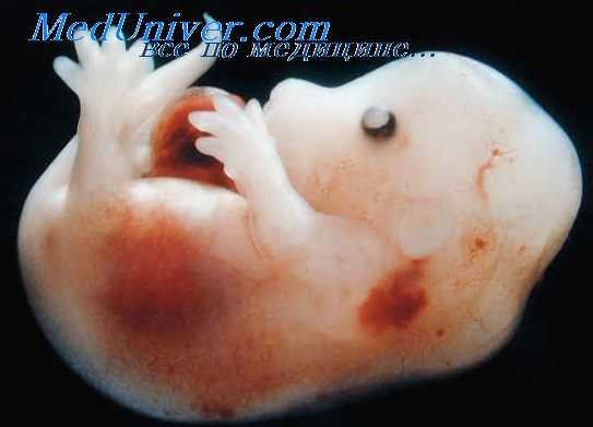 миелинизация эмбриона