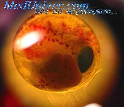 оболочки нервных оболочек