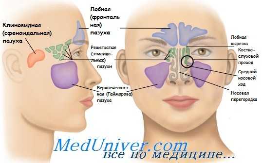 Пазухи носа