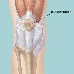 надколенник