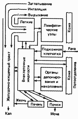 пути обмена радионуклидов в организме