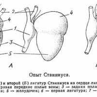 Опыт Станниуса
