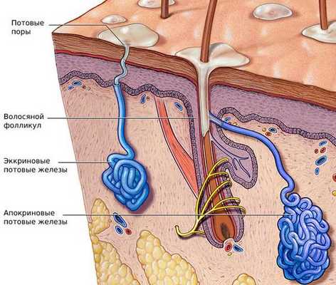 Потовые железы