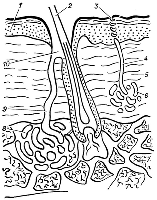 Рис. 1. Схематическое изображение поперечного среза кожи с волосом, эккринными и апокринными потовыми железами: 1 — эпидермис, 2 — волос, 3 — потовая пора эккринной потовой железы, 4 — лотовый проток эккринной потовой железы, 5 — дерма, 6 — концевая часть эккринной потовой железы, 7 — подкожная клетчатка, 8 — концевая часть апокринной потовой железы, 9 — лотовый проток апокринной потовой железы, 10 — место впадения потового протока апокринной потовой железы в воронку фолликула волоса.