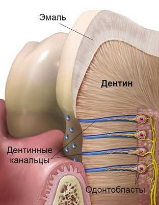 Дентинные канальцы и одонтобласты