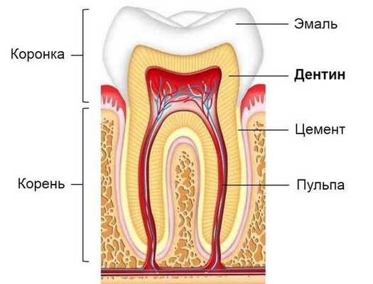Строение зуба