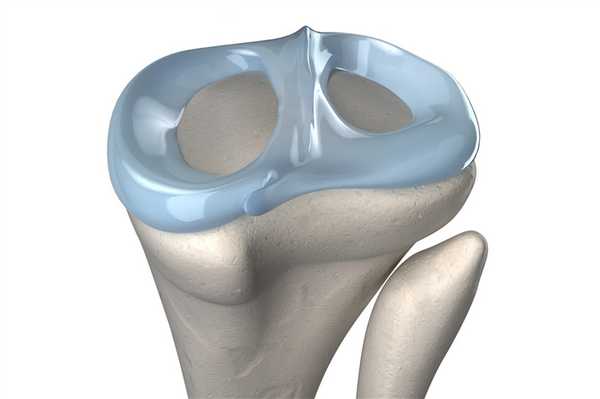Строение мениска
