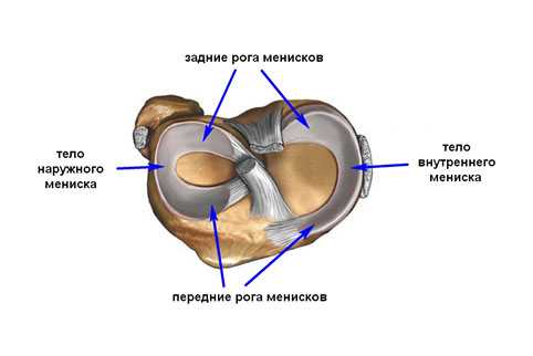 переднией-и-задний-рог-мениска