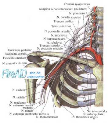 Плечевое сплетение, plexus brachialis. Короткие ветви плечевого сплетения.