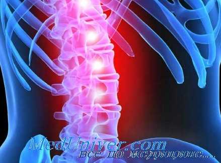 позвоночник