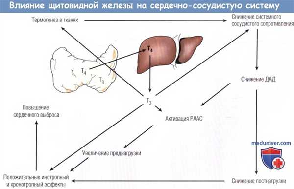 Влияние щитовидной железы на сердечно-сосудистую системы